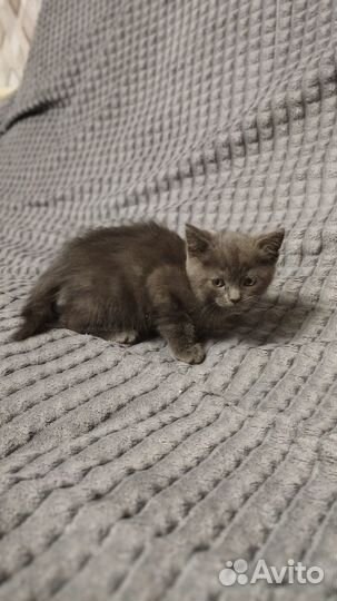 Шотландские прямоухие котята длинношерстная