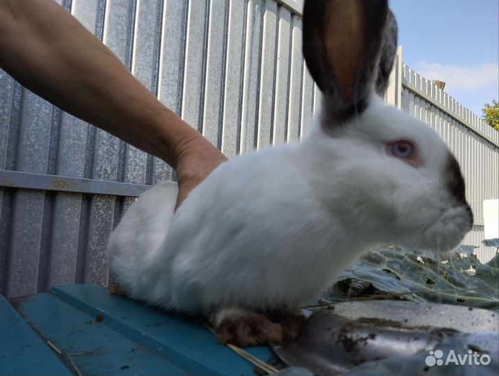 Продам кроликов