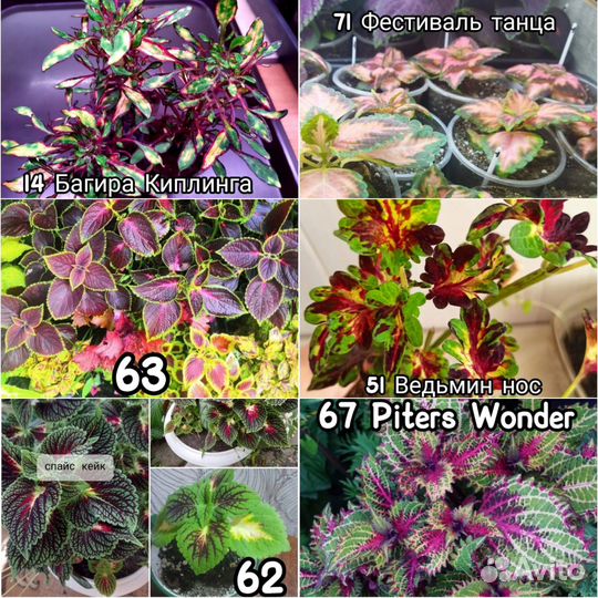 Вегетативные сортовые Колеусы