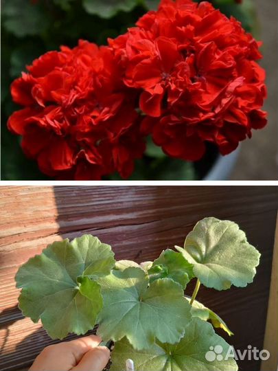 Пеларгония герань