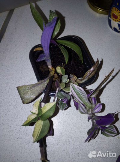 Декабрист, рео, традесканция