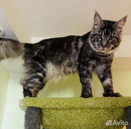 Мейн кун полидакты и классики котята и вязка