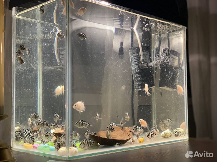 Продаются сапфировый попугай