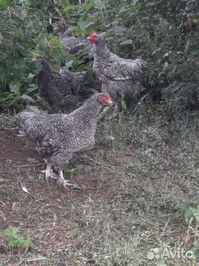 Мехеленская кукушка