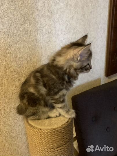 Котята курильский бобтейл