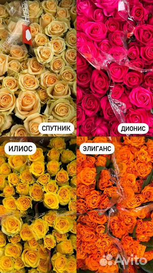 Розы оптом отборные Калуга