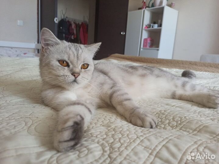 Шикарная кошка