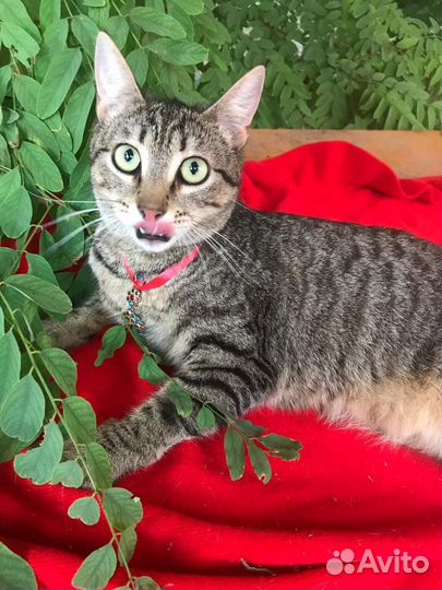 Кошка