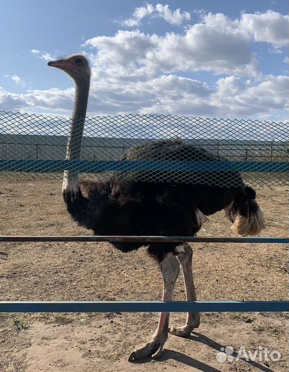 Страус самец
