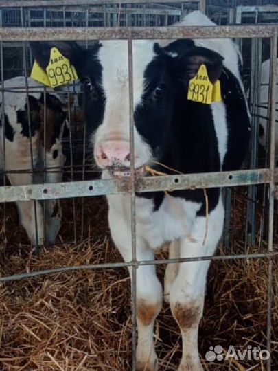 Бычки и телята