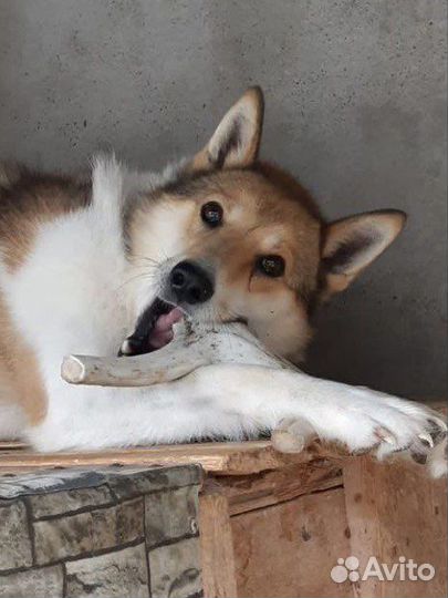 Лакомства для собак