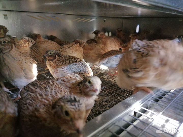 Перепела Феникс золотистый,Фараон,Техасский перепе