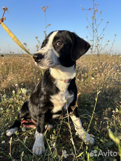 Щенок фенотип бордер колли