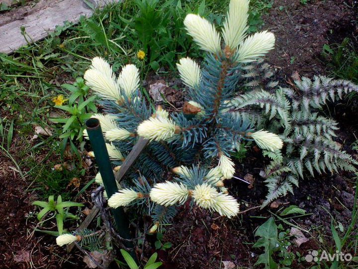 Ель колючая (сорт 'Bialobok')