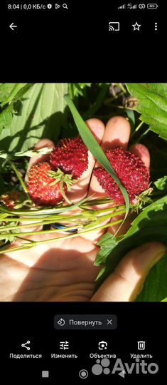 Земляника. Рассада клубники в стаканах