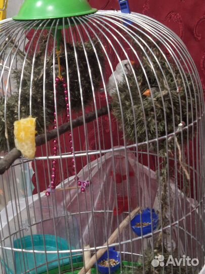 Гнездо для маленьких птичек