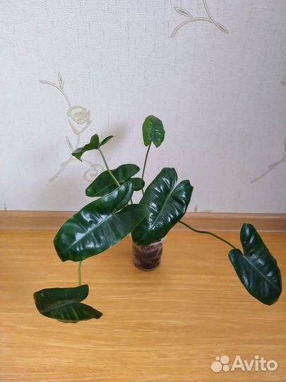 Филодендроны