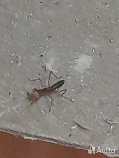 Терариум вместе с богомолятами и с 2 пауками