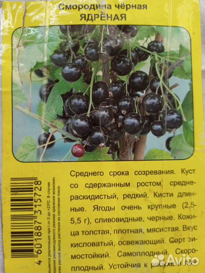 Черная смородина