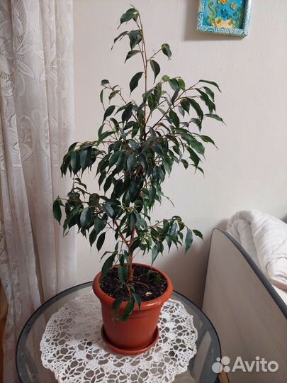 Бенджамина фикус