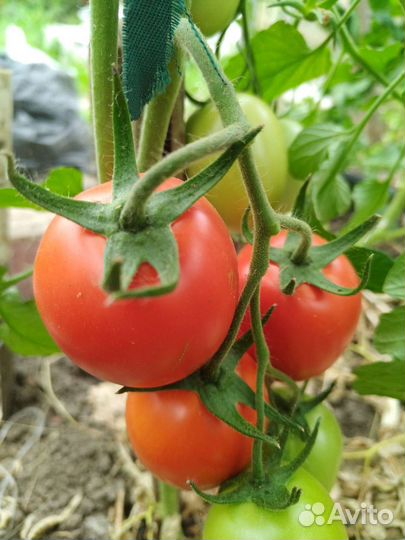 Помидоры и огурцы домашние