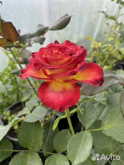 Кустовые розы саженцы