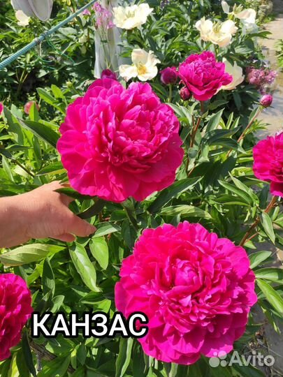 Пион саженцы