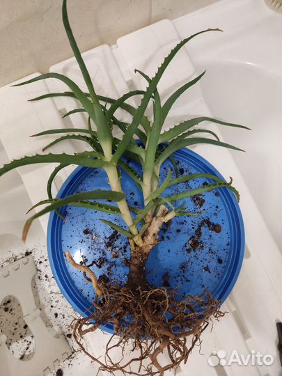 Алоэ и каланхоэ бесплатно