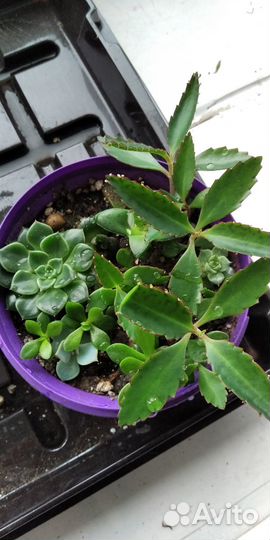 Коллекционные суккуленты