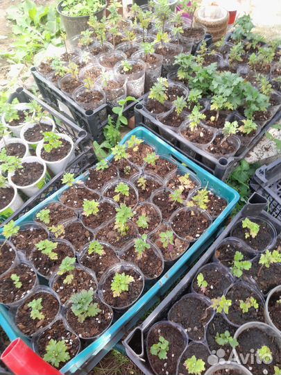 Хризантема мультифлора