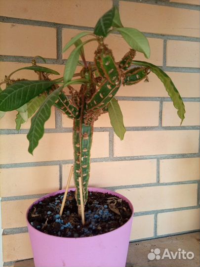 Молочай беложильчатый