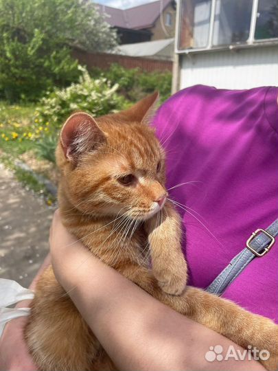 Рыжая кошка в добрые руки