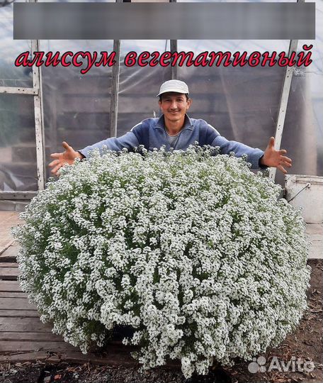 Рассада цветы