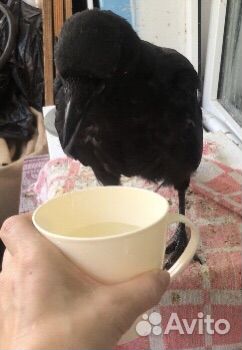 Вороны птенец