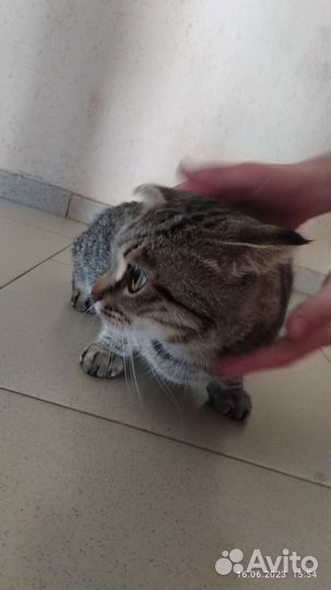 Кошка в дар бесплатно