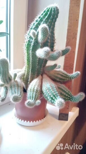Большой кактус