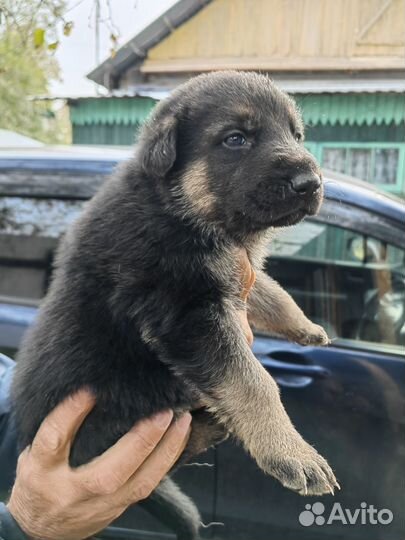 Продам щенка немецкой овчарки