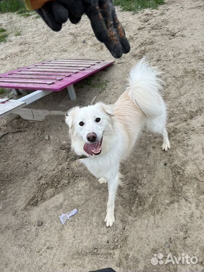 Собака в добрые руки