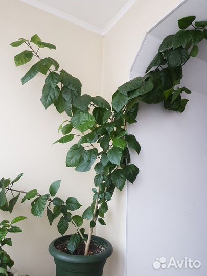 Дерево китайская роза