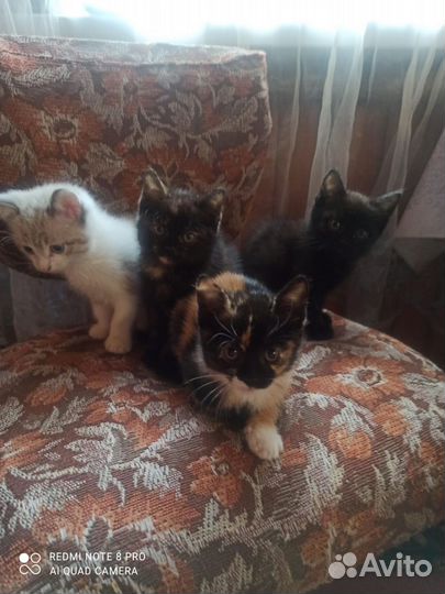 Кошка в дар