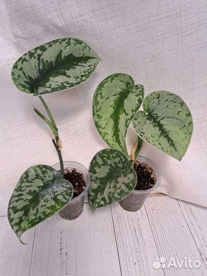 Сциндапсусы