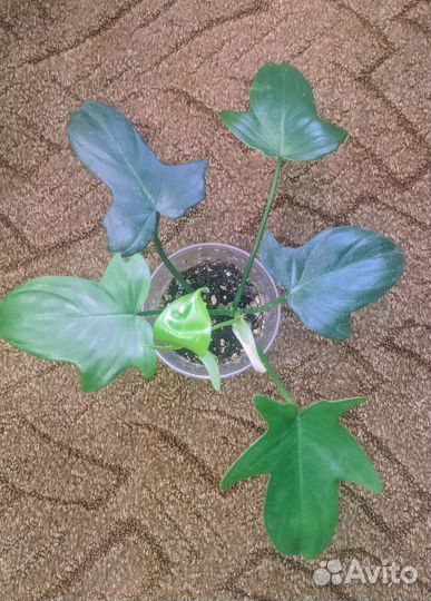 Филодендроны