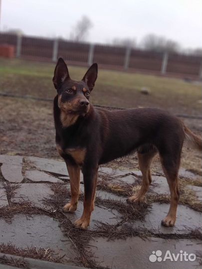 Собаки пастухи Келпи рабочие