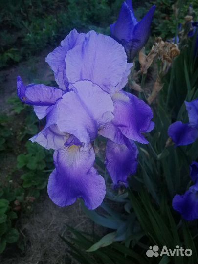 Ирисы