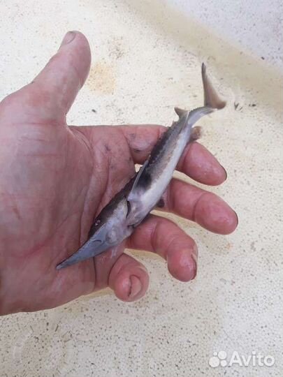 Малек для прудов и узв