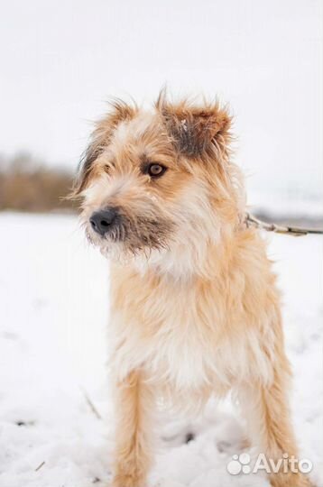 Собака из приюта в добрые руки бесплатно