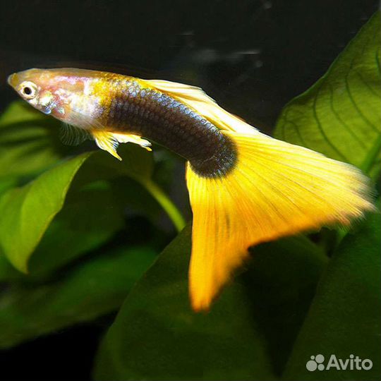 Аквариумные рыбки гуппи