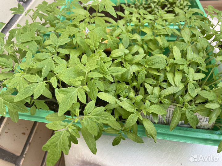 Рассада огурцов и помидор