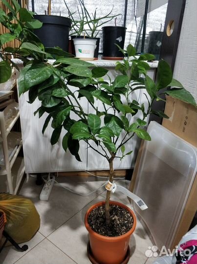 Цитрус Апельсин Кара-кара