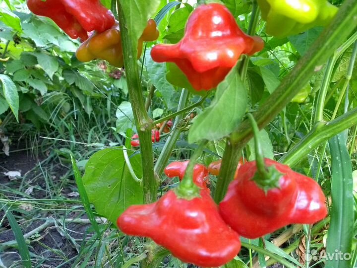 Семена супер острого перца Колокольчик